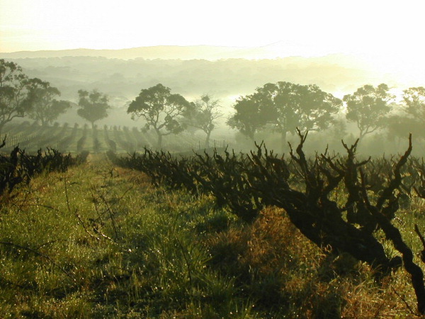 Yangarra Vineyards